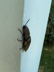 Chalcolepidius silbermanni