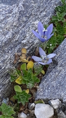 Campanula cenisia