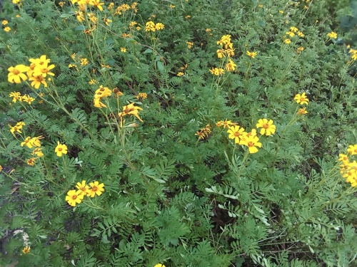 Tagetes zypaquirensis, photograph 5