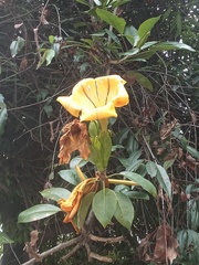 Schultesianthus coriaceus