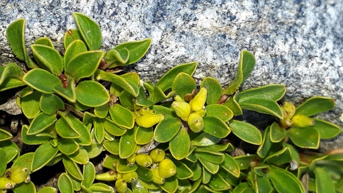 Image of Salix serpillifolia by (c) Alessia Guggisberg, some rights reserved (CC BY)