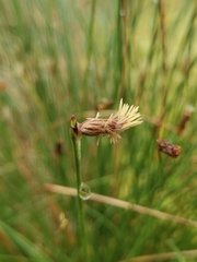 Eleocharis multicaulis