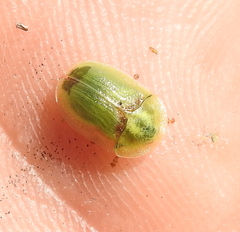Cassida denticollis