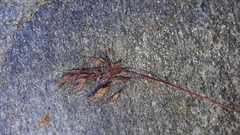 Poa cenisia