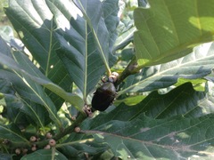 Pseudotorynorrhina japonica