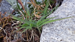 Poa cenisia