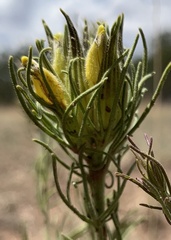 Cordylanthus wrightii