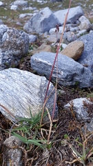 Poa cenisia
