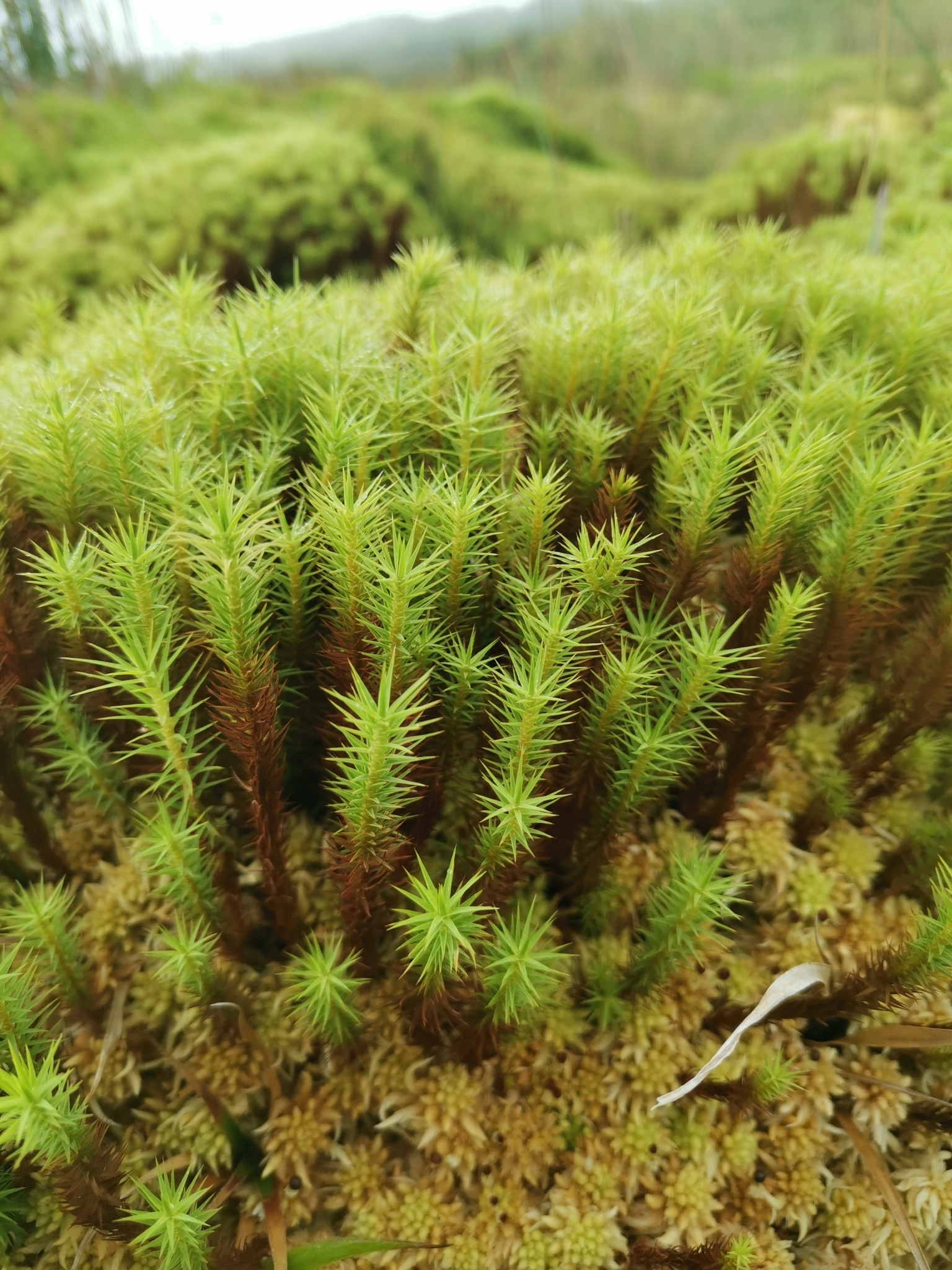 Polytrichum strictum