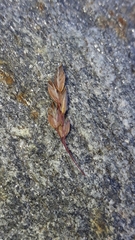 Poa cenisia