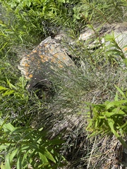 Poa glauca