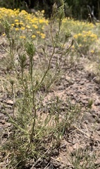 Cordylanthus wrightii