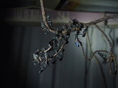 Chalybion japonicum
