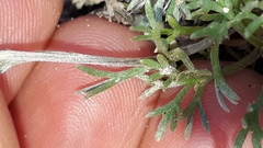 Artemisia umbelliformis
