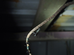 Chalybion japonicum