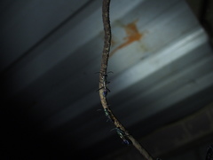 Chalybion japonicum