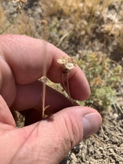 Artemisia spinescens