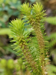 Phlegmariurus dentatus