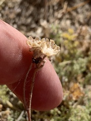 Artemisia spinescens