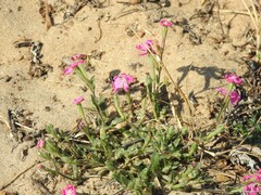 Silene scabriflora