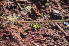 Cyllopodini