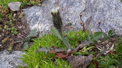 Scorzoneroides montana