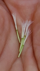 Scorzoneroides montana