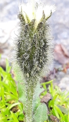 Scorzoneroides montana