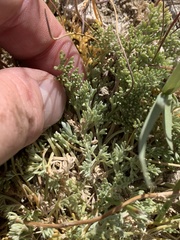 Artemisia spinescens