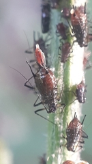 Uroleucon jaceae