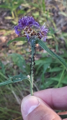 Uroleucon jaceae
