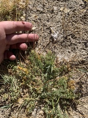 Artemisia spinescens