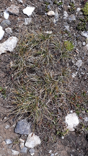 Image of Carex curvula by (c) Alessia Guggisberg, some rights reserved (CC BY)