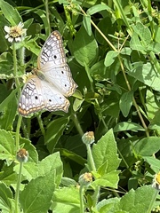 Anartia jatrophae