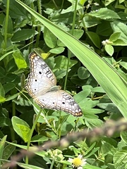 Anartia jatrophae