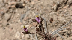 Cordylanthus parviflorus