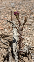 Cordylanthus parviflorus