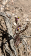 Cordylanthus parviflorus