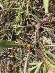 Coccinella transversoguttata