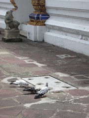 Columba livia domestica