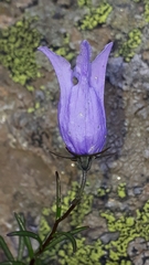 Campanula excisa
