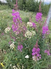 Cnidium cnidiifolium