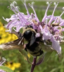 Bombus auricomus