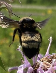 Bombus auricomus