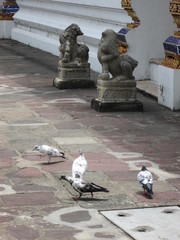 Columba livia domestica