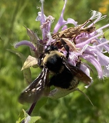 Bombus auricomus