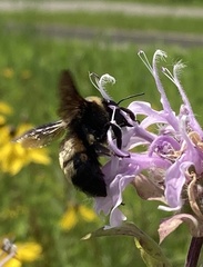 Bombus auricomus