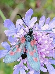 Zygaena viciae