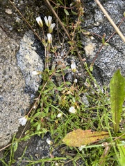 Dichodon cerastoides