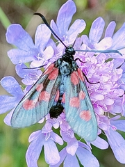 Zygaena viciae